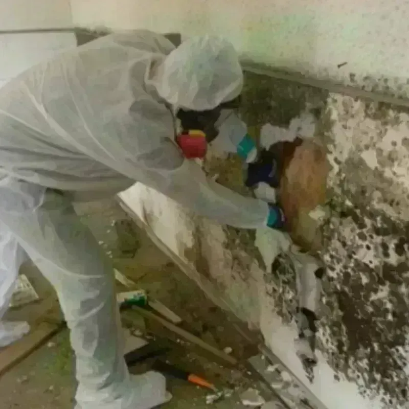 Mold Remediation and Removal in Lincoln County, GA